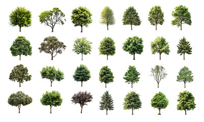 Collection trees isolated on white background