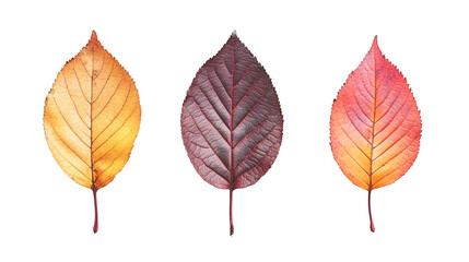 Leinwandbilder - Crisp autumn leaves displaying golden, orange, red seasonal hues against transparent backdrop