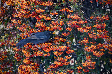 Wall Mural - (Turdus merula) looking for fruit to eat in pyracantha orange glow.