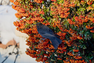 Wall Mural - (Turdus merula) looking for fruit to eat in pyracantha orange glow.