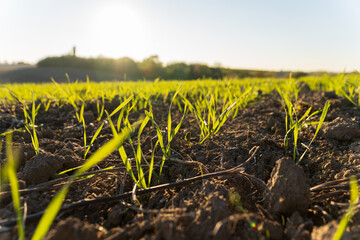 Wall Mural - Fresh grass sprouts from rich soil under the golden glow of sunrise, portraying the limitless potential of nature in early morning light