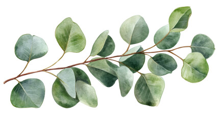 Poster - Eucalyptus branch displaying verdant leaves against transparent backdrop, offering clean botanical design element for creative compositions