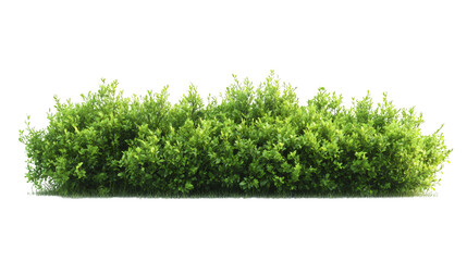 Poster - Realistic bush with vibrant green leaves and transparent background, perfect for architectural visualization and landscape design