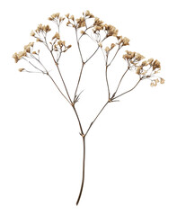 Poster - PNG Flower photography dried arrangement.