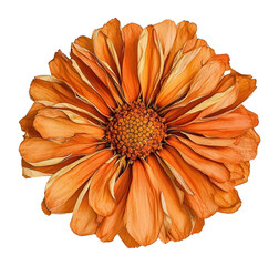 Poster - PNG Orange chrysanthemum flower petals dried.