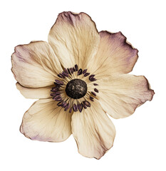 Poster - PNG Anemone flower anemone illustration.