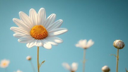 Wall Mural - Close-up of a daisy against a clear blue sky. Use Stock photo