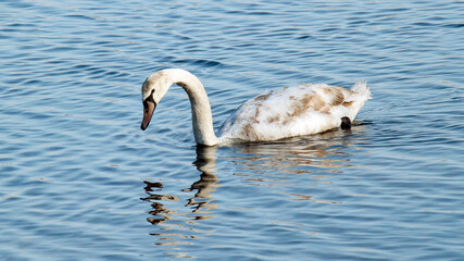 Wall Mural - swan in the water