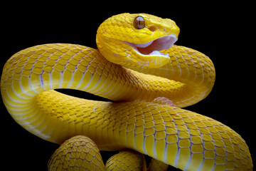 Wall Mural - the yellow white-lipped pit viper (trimeresurus insularis) closeup on black background, yellow white