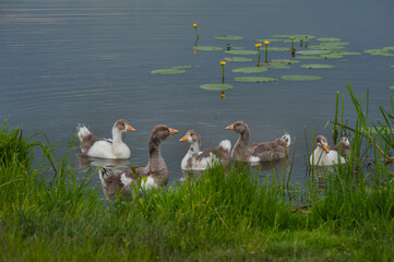 Wall Mural - young domestic geese on the water's edge with water lily leaves of a rural pond