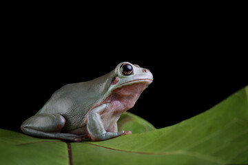Wall Mural - dumpy frog 