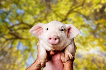 Wall Mural - portrait of a cute smart pig on nature background