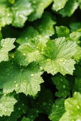 Wall Mural - Water Droplets on Leaf,