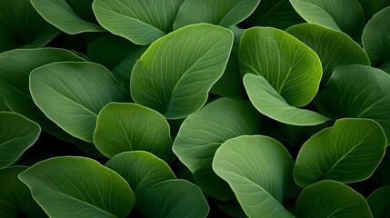 Wall Mural - A vibrant close-up of lush green leaves, showcasing their rich textures and natural patterns. Perfect for nature enthusiasts and designs requiring an organic touch.