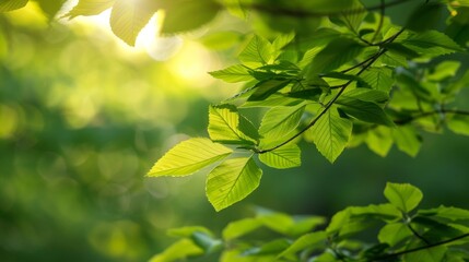 Wall Mural - vibrant green leaves under the glow of sunlight, illustrating the role of nature in carbon sequestra
