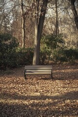 Canvas Print - Park Bench in Leafy Park