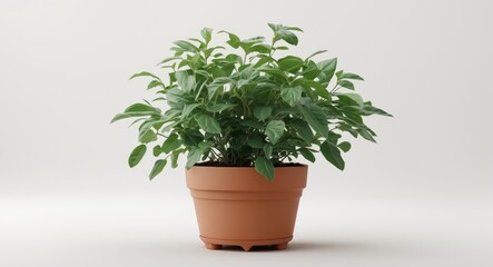 Wall Mural - Green houseplant with lush foliage in terracotta pot on light background