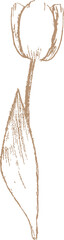 Wall Mural - line sketch tulip flower
