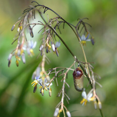 A chrysalis hanging from a blue flax bush, its flowers seeded, with a blurred green background in a backyard in central Florida. 