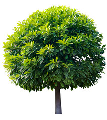 Wall Mural - tree on transparent background, realistic tree with green leaf stand alone isolate and beautiful lig