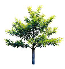 Wall Mural - tree on transparent background, realistic tree with green leaf stand alone isolate and beautiful lig
