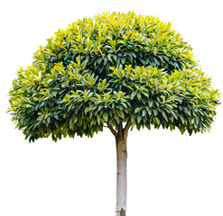 Wall Mural - tree on transparent background, realistic tree with green leaf stand alone isolate and beautiful lig