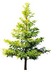 Wall Mural - tree on transparent background, realistic tree with green leaf stand alone isolate and beautiful lig