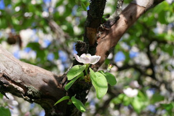 Wall Mural - Quince blossoms.