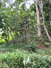 Wall Mural - spider on a web