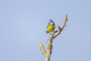 Poster - A Blue Tit sitting on top of a tree