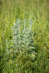 Wall Mural - Green grass blurred grass background.