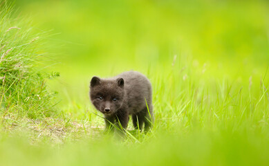 Wall Mural - cute arctic fox cub standing in a meadow