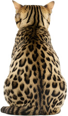 Wall Mural -  Spotted cat’s back with cheetah-like fur