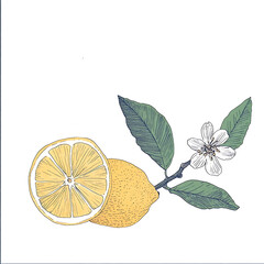 Canvas Print - PNG Lemon branch with flower lemon fruit illustration botanical