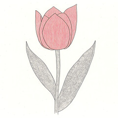 Canvas Print - PNG Flower tulip illustration watercolor