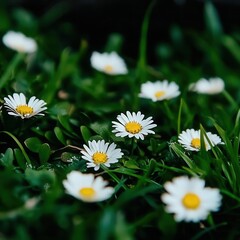 Bright daisies blooming in lush green grass under gentle sunlight.