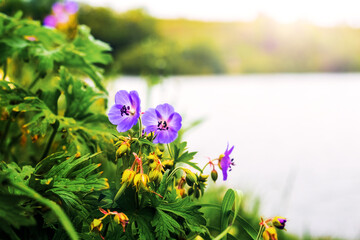 Sticker - Wild purple flowers on the shore of a lake in sunlight - a picturesque summer landscape with bright greenery and reflections on the water surface