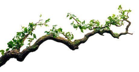 png twisted jungle branch growing plants leaves leaf photography.