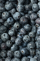 Wall Mural - Raw Organic Blue Sweet Blueberries