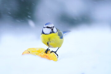 Wall Mural - A cute blue tit sits on a yellow apple and eats. Winter scene with a a blue tit.  Cyanistes caeruleus