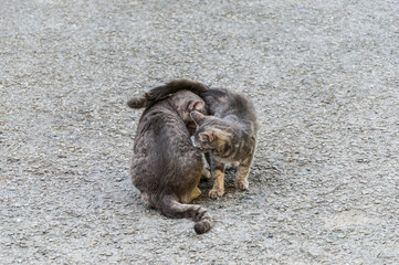 Wall Mural - Two gray cats playing with each other on gray asphalt