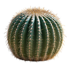 Wall Mural - A golden barrel cactus (Echinocactus grusonii), isolated on a transparent background. The plant is spherical with pronounced ridges running vertically, lined with sharp golden spines.