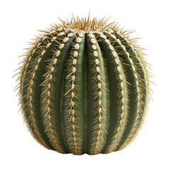 Wall Mural - A golden barrel cactus (Echinocactus grusonii), isolated on a transparent background. The plant is spherical with pronounced ridges running vertically, lined with sharp golden spines.