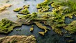 © kamila - Detailed topographic map of europe with elevated relief and lush green terrain