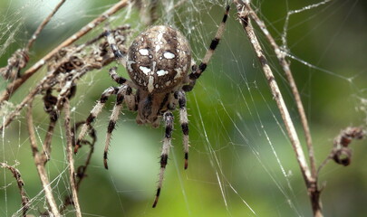 spider on web