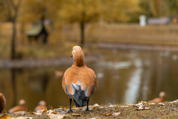 Poster - Brown duck standing by the waters edge in a serene autumn landscape
