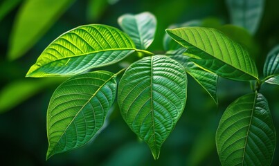 Wall Mural - Artistic close-up of fresh tropical leaves illuminated by natural light showcasing vibrant green tones and intricate textures for a refreshing botanical composition,