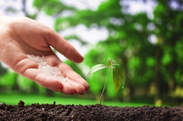 Wall Mural - seed and planting with hand watering tree on ground