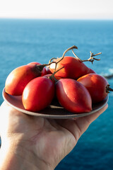 Wall Mural - Eco farming in Spain, organic ripe red tamarillo tomato tree tropical fruits from Tenerife island and blue sea view, Canary islands