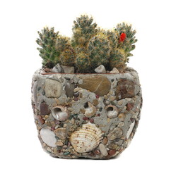 Green cactus and red flower, with flowerpot made of stone and seashells isolated on white background